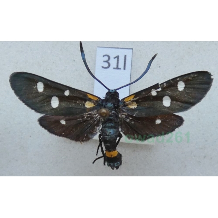 Zygaena ephialtes ines Reiss, 1968 Czech31l